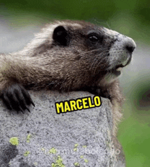 a ground squirrel sitting on top of a rock with the name marcelo written on it .