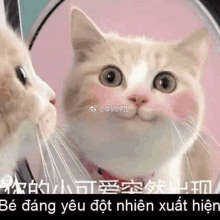 a cat is looking at itself in a mirror and smiling .