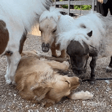 a dog is laying on the ground next to two horses and the word viraldog is on the bottom right