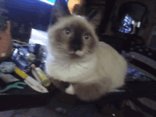 a cat is sitting on a table looking at the camera with a blurred background