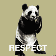 a picture of a panda bear with the words respect written below it