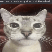 a cat with a caption that says " wut da tuna is wrong with u ... u stinkin mackarel "