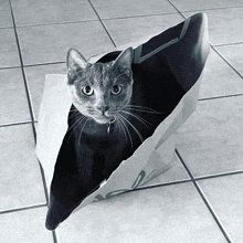 a cat is sitting inside of a paper bag that says ' a ' on it