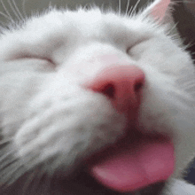 a close up of a white cat with its pink tongue out