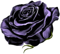 a close up of a purple rose with a green stem on a white background