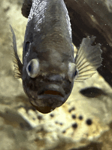 a fish is looking up at the camera with a very sad look on its face