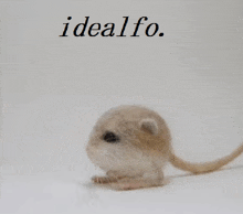 idealfo is written above a small animal