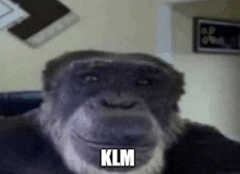 a chimpanzee with a beard and the word klm on its face