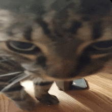 a close up of a cat 's face with a cell phone in the background