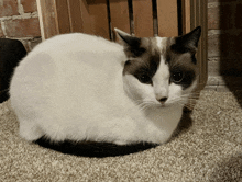 a black and white cat sitting on a carpeted floor