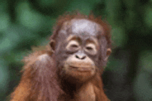 a close up of a baby orangutan looking at the camera with its eyes closed .