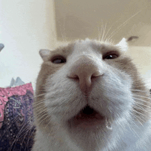 a close up of a cat 's mouth with its mouth open