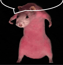 a drawing of a pink hamster with a speech bubble above its head