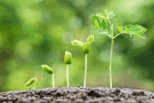 a close up of a plant growing out of the ground