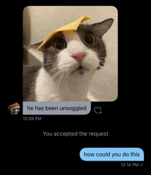 a cat with a piece of cheese on its head has been unsogged by someone