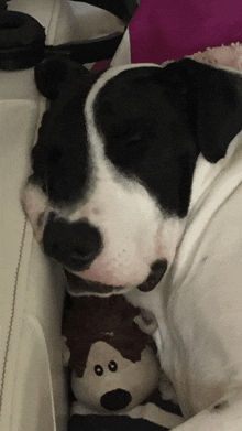 a black and white dog sleeping with a stuffed animal in its mouth