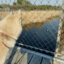 a dog is looking through a chain link fence at ducks in the water