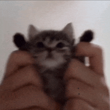 a person is holding a small kitten in their hands and looking at the camera .