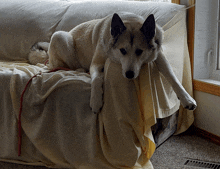 a dog is laying on a couch with a red leash