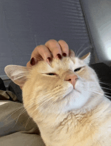 a close up of a person petting a cat 's face