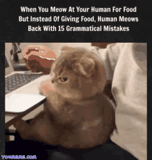 a picture of a cat with the caption when you meow at your human for food but instead of giving food human meows back with 15