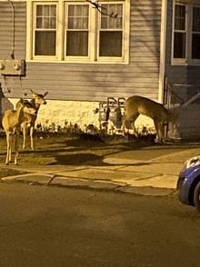 two deer are standing in front of a house