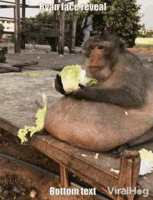 a monkey with a large belly is holding a piece of lettuce with the caption ryan face reveal bottom text