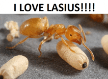 a picture of an ant with the words i love lasius