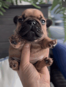 a person is holding a small brown puppy in their hands