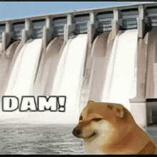 a dog is standing in front of a waterfall with the words dam written on the bottom