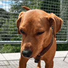 a close up of a brown dog with a collar on