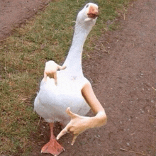 a goose with a hand on its leg is standing in the grass