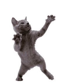 a gray cat is standing on its hind legs with its paws up .