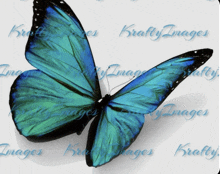 a blue butterfly is sitting on a white background with krafty images written on it