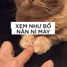 a cat 's paws are touched by a person 's finger with a sign above it that says xem như bo