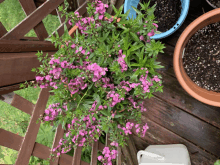 a potted plant with purple flowers and green leaves on a wooden deck