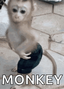 a monkey wearing a pair of blue pants is standing on one leg