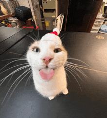 a white cat wearing a santa hat is looking up