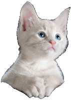 a white kitten with blue eyes is cut out of a white background