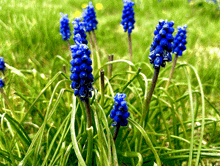 a bunch of blue flowers are growing in a field