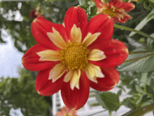 red and yellow flower with a yellow center