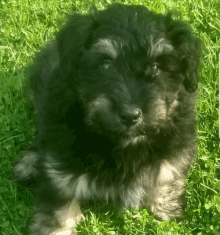 a black puppy is laying in the grass and looking at the camera