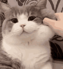 Cat Cat Pinch Meme