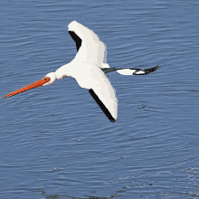 a bird with a long orange beak is flying over the water