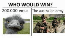 who would win ? 200,000 emus the australian army .