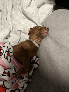 a brown dog with a white collar is laying on a blanket