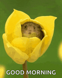 a yellow flower with a mouse in it and the words good morning