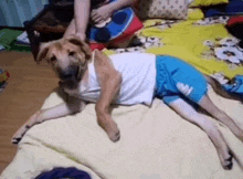 a dog is laying on a bed wearing a white tank top and blue shorts