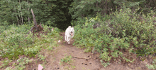 a white dog is running on a dirt path