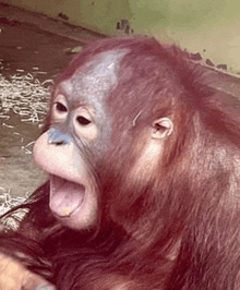 a close up of a monkey with its mouth open .